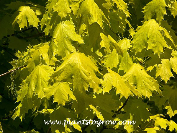 This picture was taken in early May.  At this time the foliage was a bright golden yellow